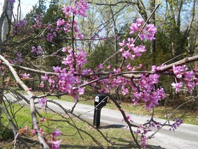 Spring in full bloom in Kentucky!