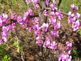 Blush of spring