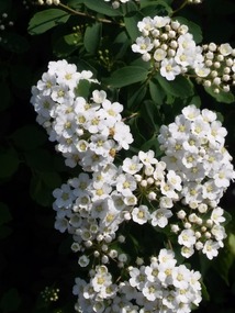 Fragrance of spring