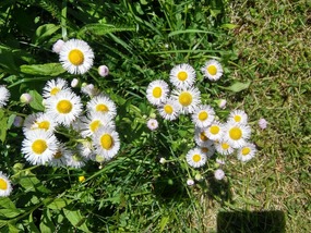 Little daisy