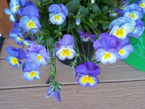 Spring blooms!