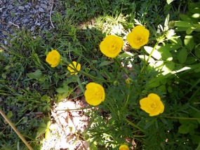 Spring flowers were just starting coming out