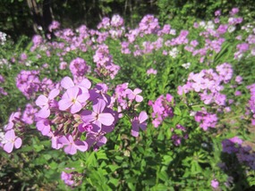 Roadside spring flowers in full bloom