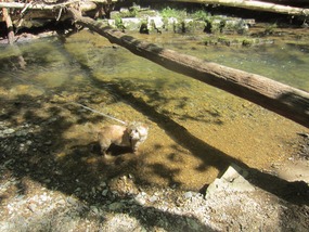 Roxie cooling off in Cedar Creek