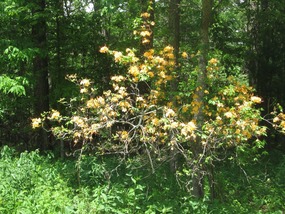 Trees in bloom