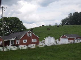 Cattle on a hill