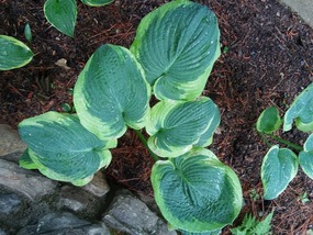 Beautiful plants throughout the prayer garden