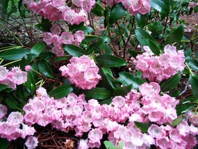 Pink mountain laurel