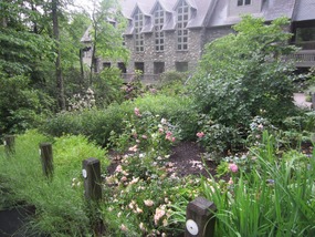 The Chapel's rose garden, rhododendrons & laurel