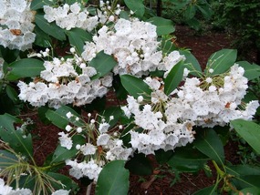 White mountain laurel is bloom