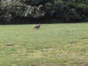 Wild turkeys!