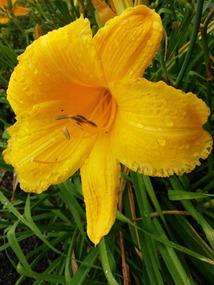 Tiger lily