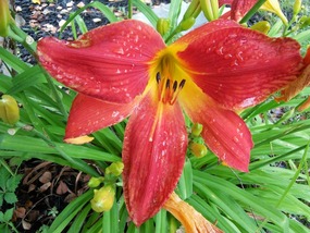 Tiger Lily