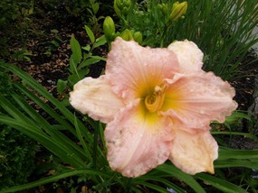 Hibiscus