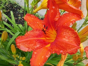 Tiger lily