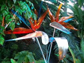 Bird of Paradise
