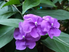 Brunfelsia