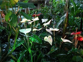 A field of anthuriums