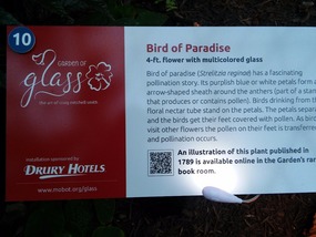 Bird of Paradise