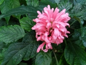 Brazilian Plume