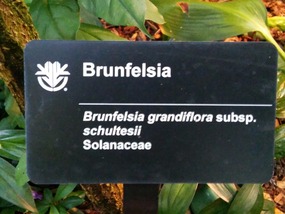 Brunfelsia