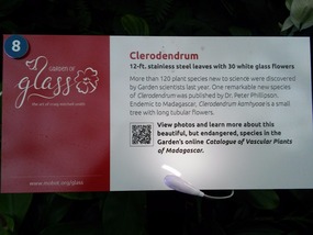 Clerodendrum