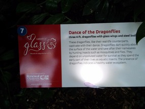 Dance of the Dragonflies