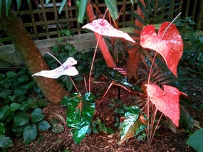 Glass anthuriums