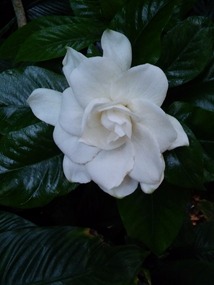 Of course, the good old Gardenia