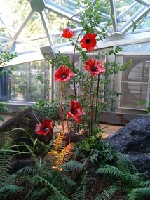 One of the 20 clusters of poppies in the Climatron