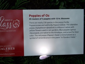 Poppies of Oz - Interesting facts about poppies