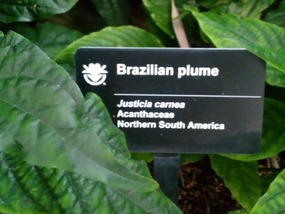Some real flowers - Brazilian Plume