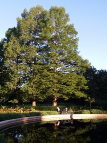 Tall trees around the reflecting pool