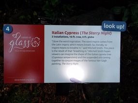 The Italian Cypress