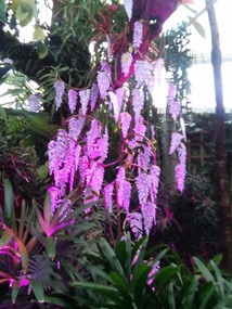 Very lifelike Wisteria