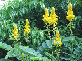 Flowering Shrubs around the University