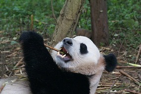 Panda eating Bamboo