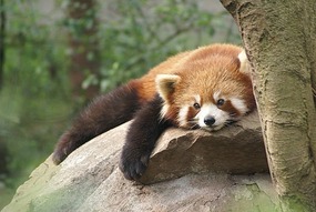 Red Panda