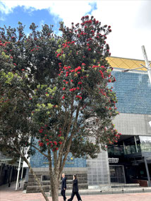 Auckland