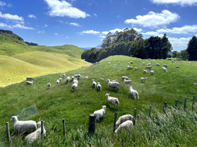 NZ Landscape