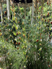 Gillies garden