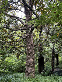 Gisborne Arboretum