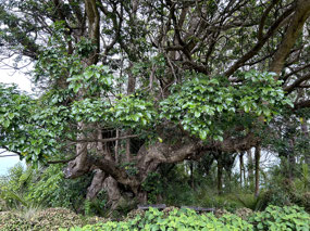 Omaio garden
