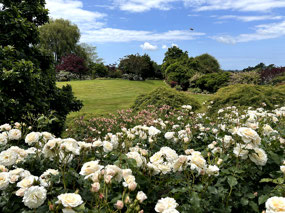 Shalendy garden