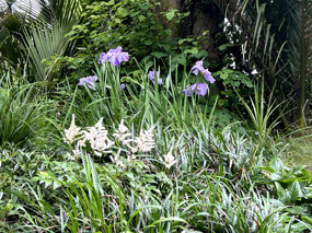 Gillies garden