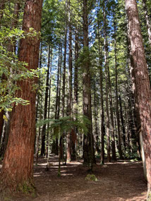Rotorua Redwood forest