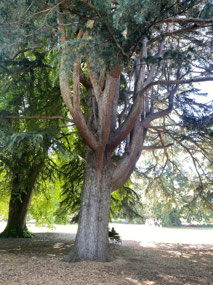 Christchurch Botanic Gardens