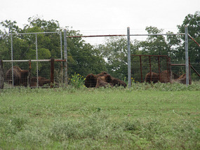 Buffalo on the Ranch