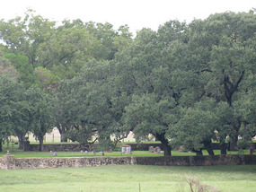 The Johnson Family Cemetery (From a Distance)