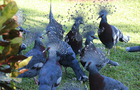Pigeons at the Madang Resort